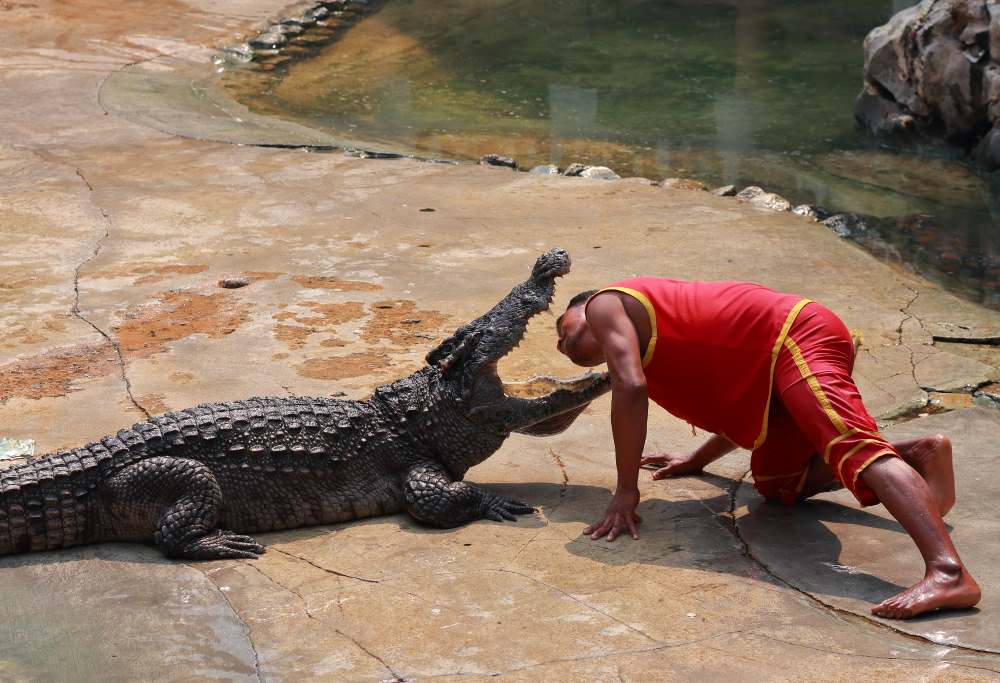 om in rosu punand i=capul pe gura de crocodil- fapte despre Thailanda