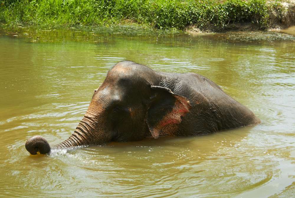 elefant intr-un corp de apa