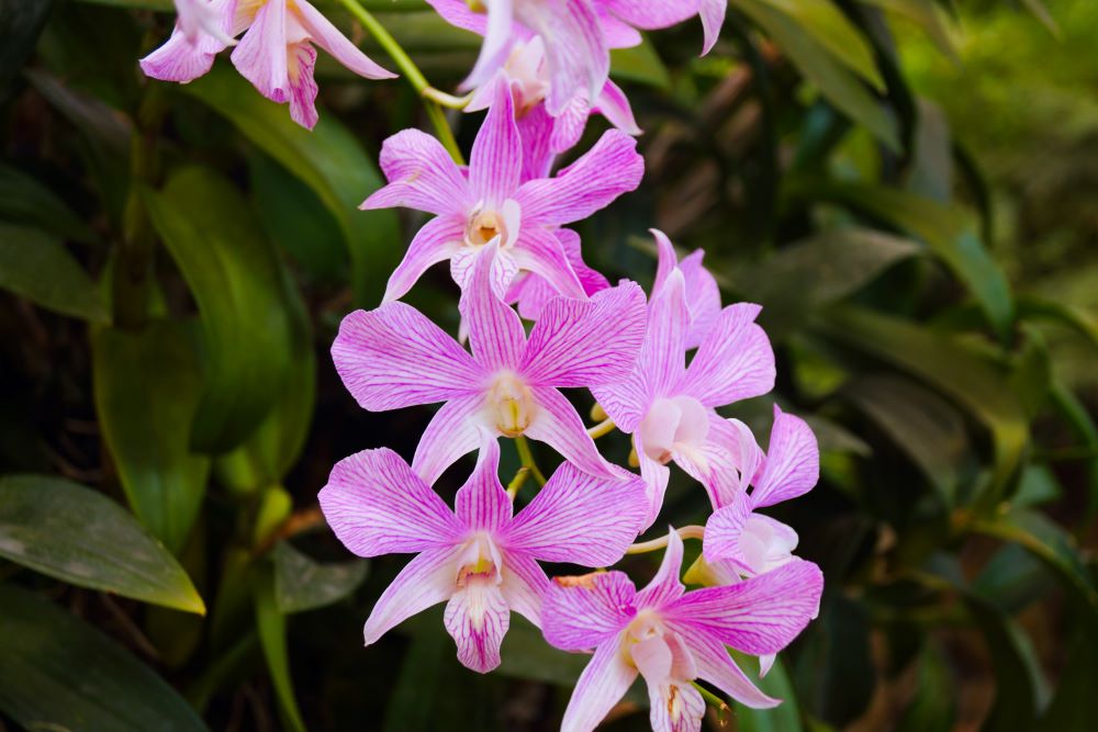 orhidee violet - fapte despre Thailanda