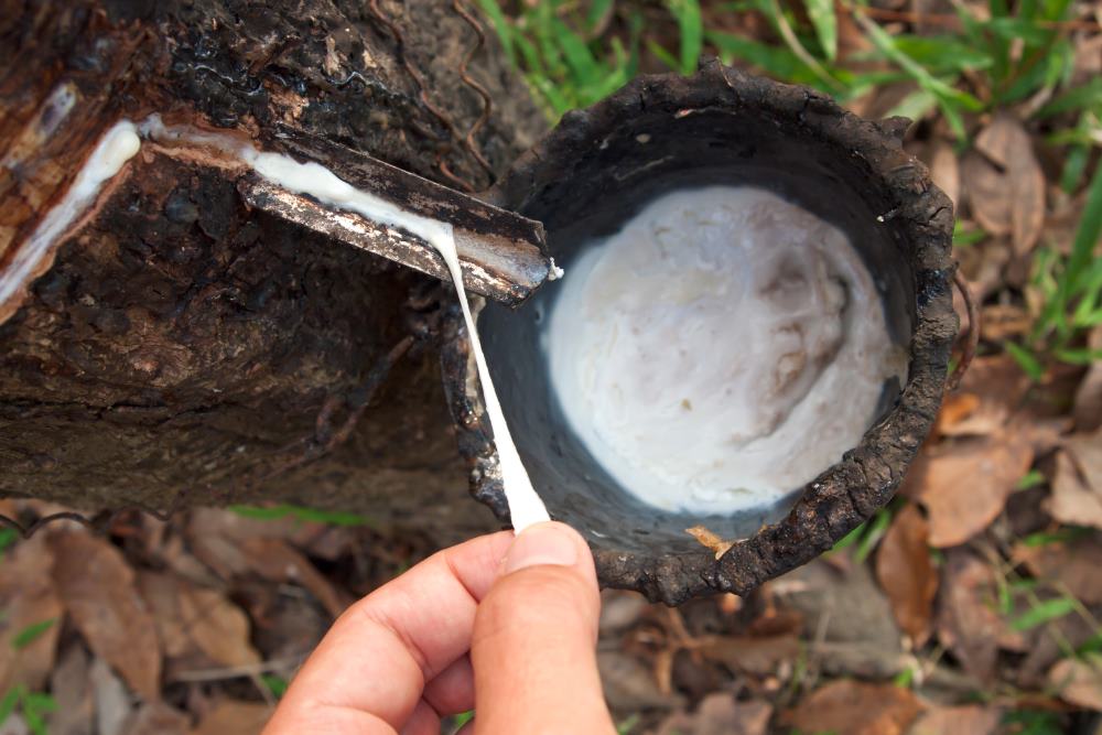latex extras din arborele de cauciuc - fapte despre Thailanda