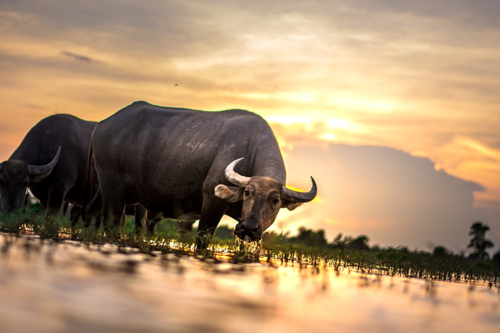 carabao in noroiul umed