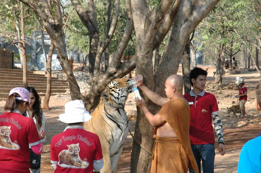 om care hraneste tigru- fapte despre Thailanda